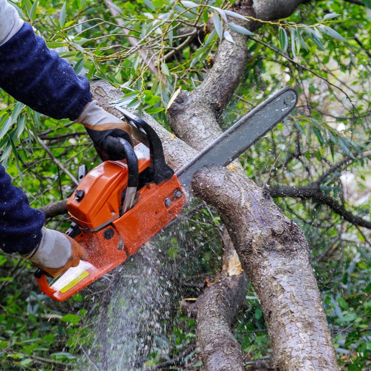 Tree Services in Carrollton, TX