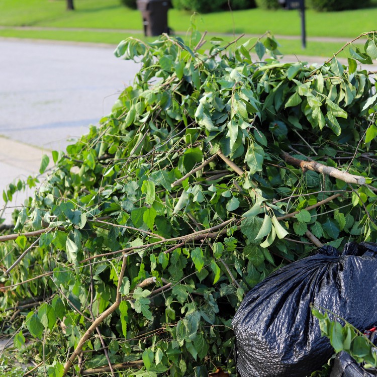 Tree Services in Carrollton, TX